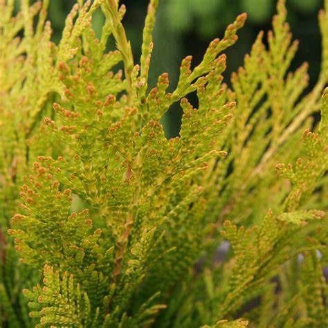 Arborvitae "Forever Goldy"