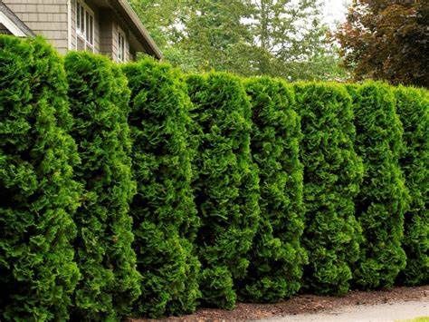 Arborvitae "Holmstrup", Size: 6g