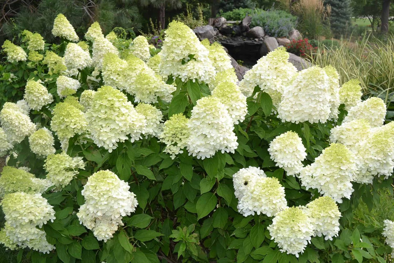 Panicle Hydrangea "Limelight", Size: 3g