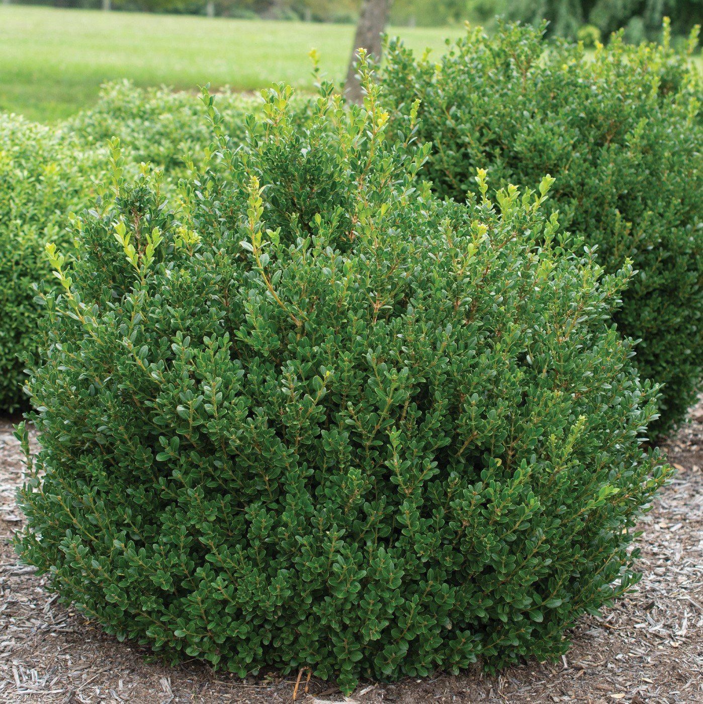 Boxwood "Little Missy", Size: 2/3g