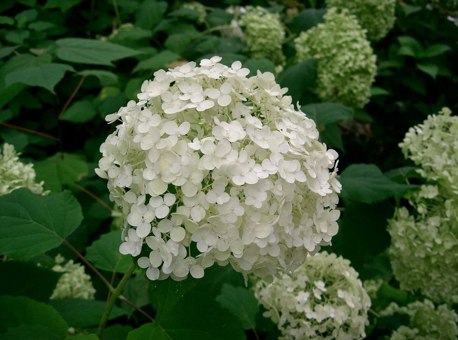 Smooth Hydrangea "Annabelle", Size: 3g