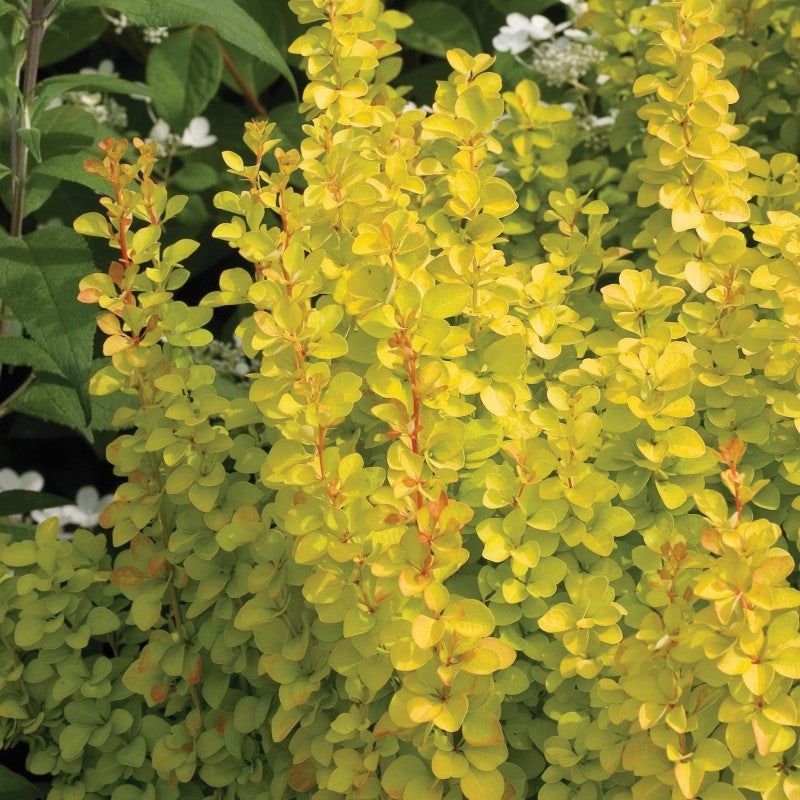 Barberry "Sunjoy 'Gold Pillar'"