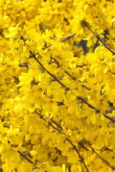 Forsythia "Spring Glory"