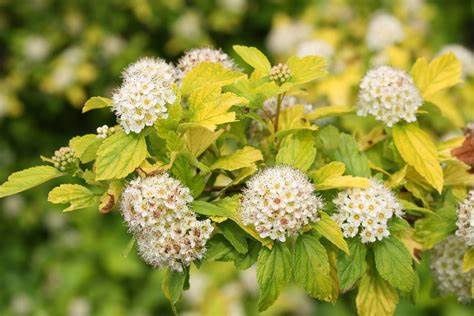 Ninebark "Festivus Gold"