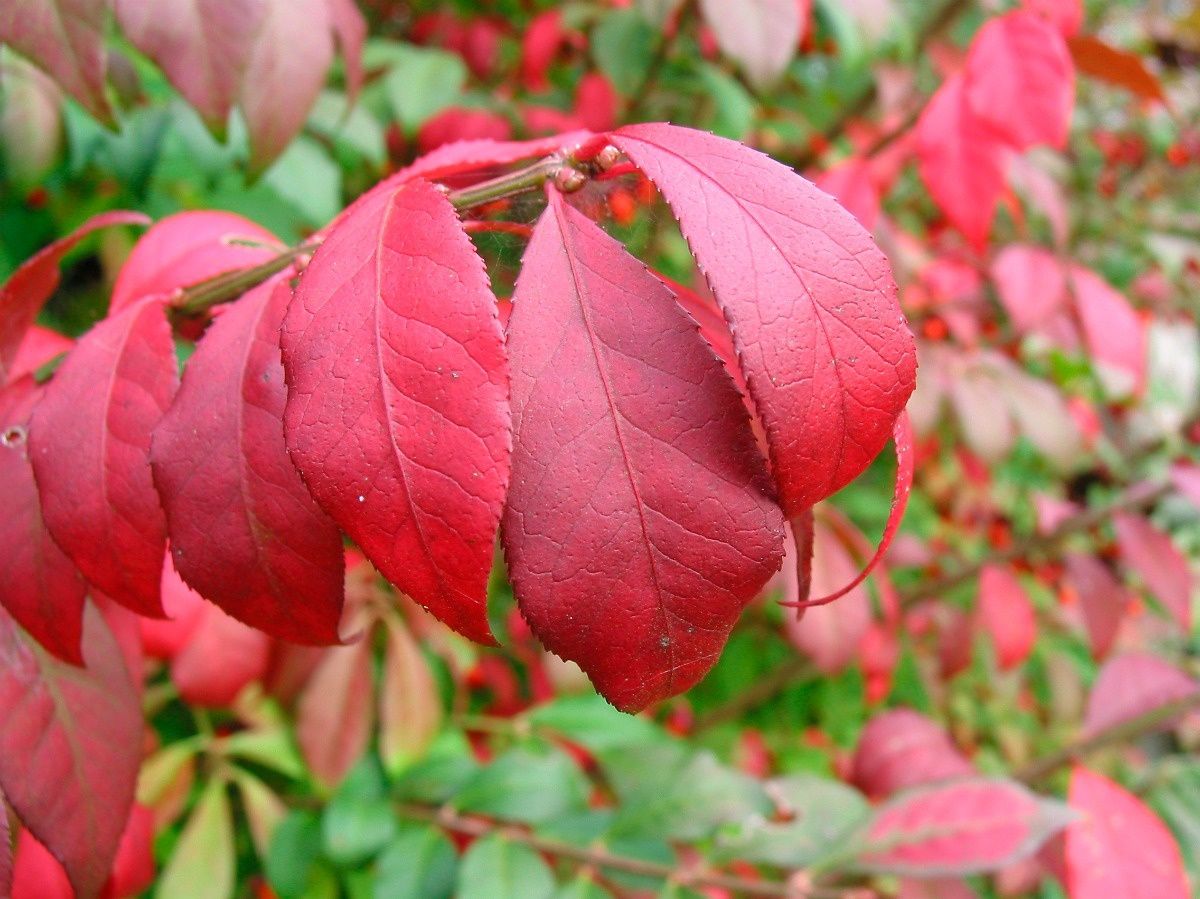 Burning Bush
