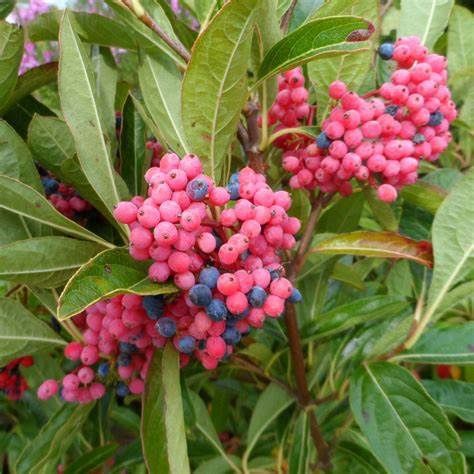 Misc. Viburnum