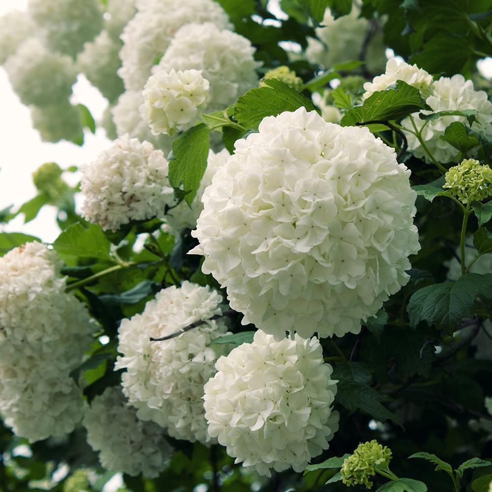 Viburnum "Common Snowball"