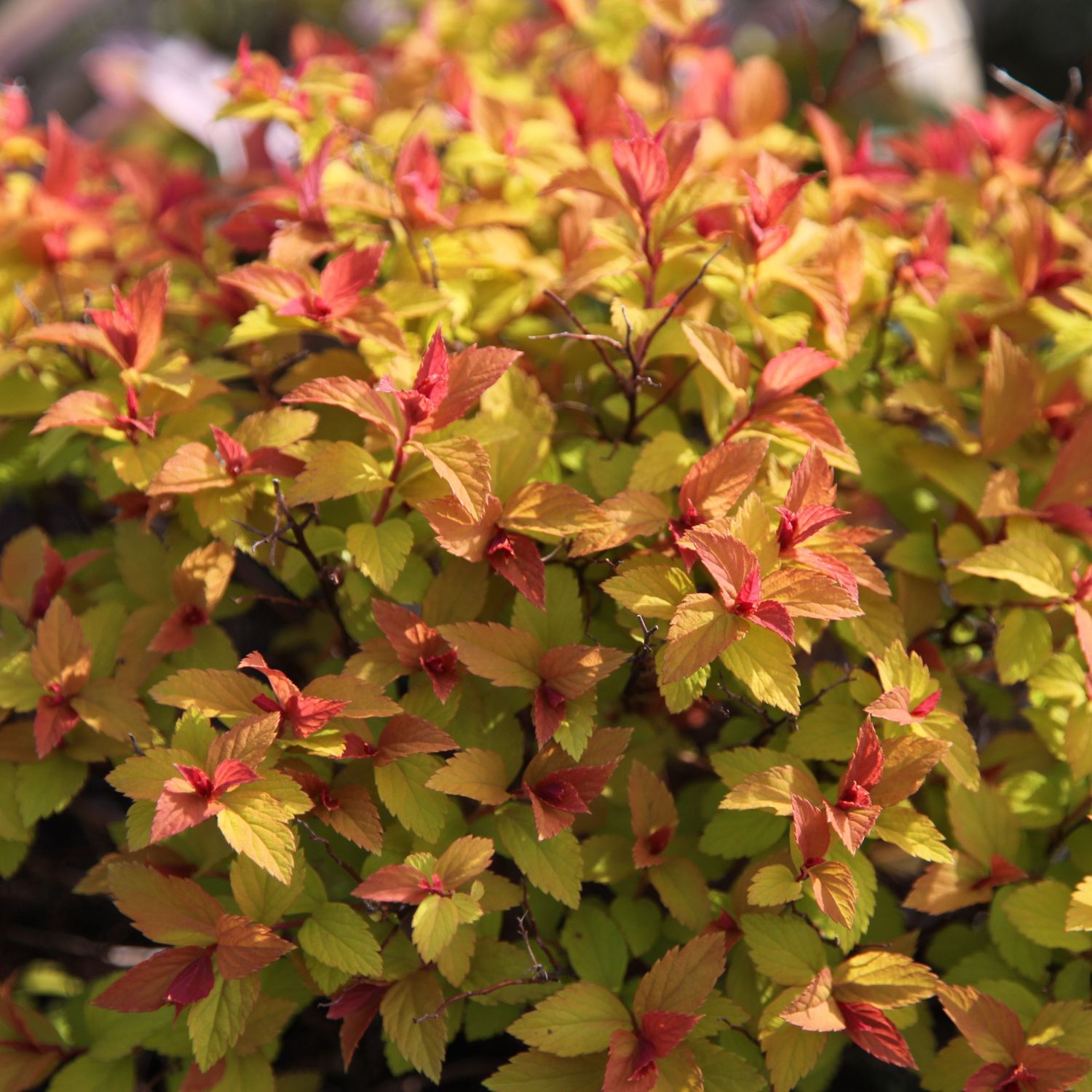 Spirea "Goldflame"