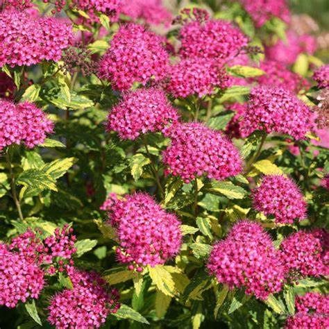 Spirea "Double Play 'Painted Lady'"