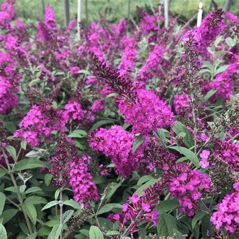 Butterfly Bush "Miss Ruby"