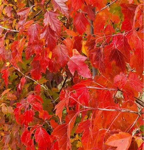 Amur Maple "Flame"