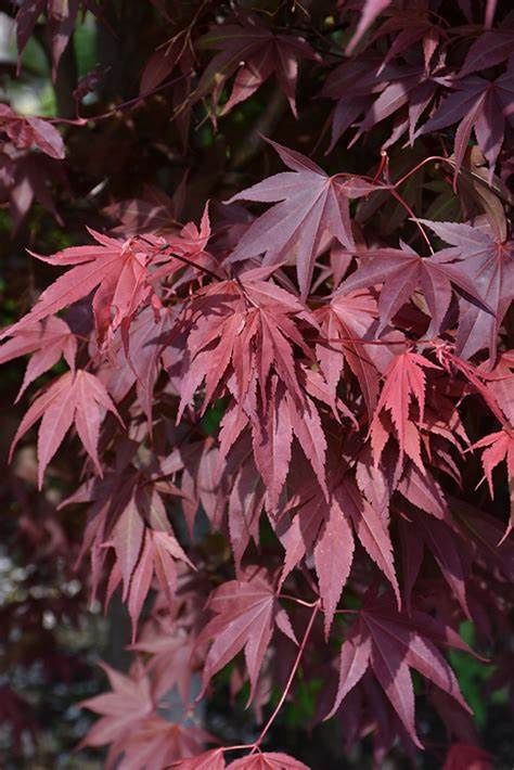 Japanese Maple "Samurai Sword"