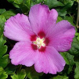 Rose of Sharon "Violet Satin"