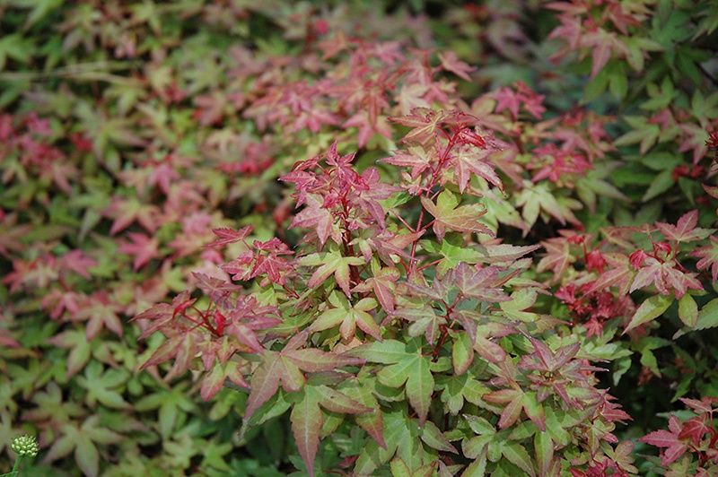 Japanese Maple "Beni Hime"