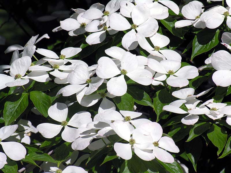 Dogwood Flowering Tree "Ruth Ellen"