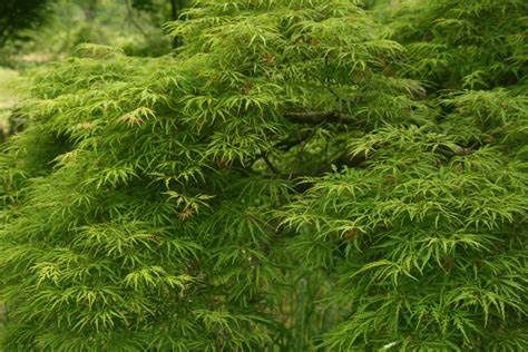 Japanese Maple "Green Mist"