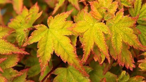 Japanese Maple "Sagara Nishiki"