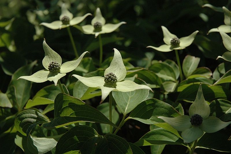 Dogwood Flowering Tree "Blue Shadow"