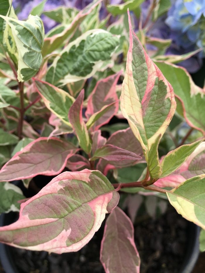 Dogwood Redtwig Shrub "Touch of Elegance"