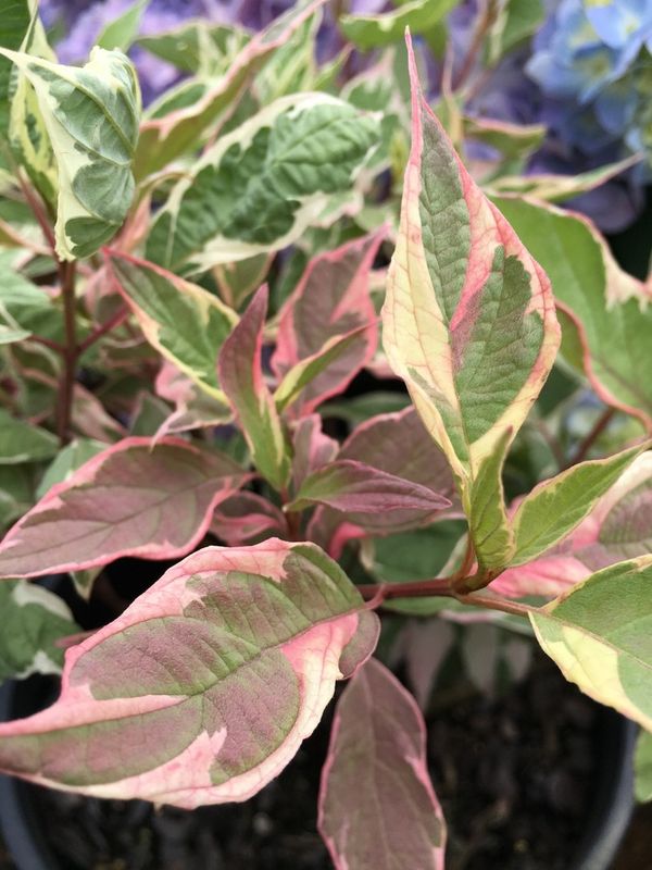 Dogwood Redtwig Shrub "Touch of Elegance"