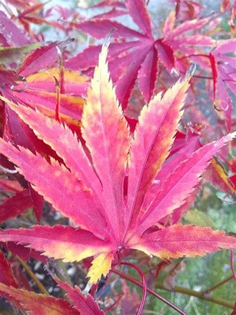 Japanese Maple "Facination"
