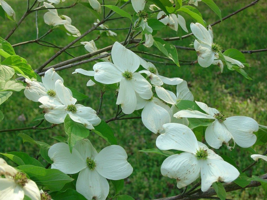 Dogwood Native Tree "Appalachian Spring"