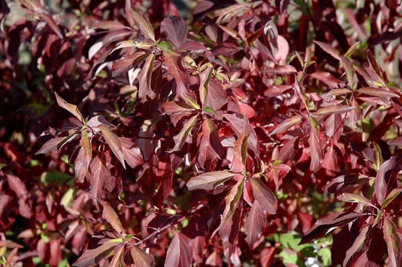 Dogwood Redtwig Shrub "Red Gnome"