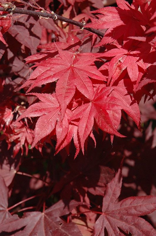 Japanese Maple "Okagami"