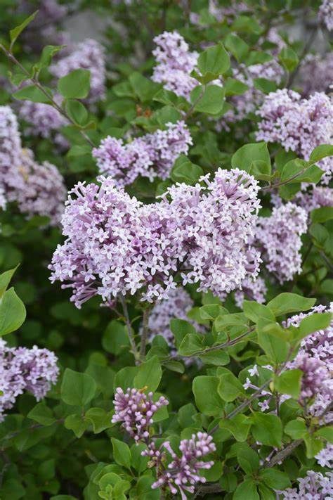 Lilac "Dwarf Korean"