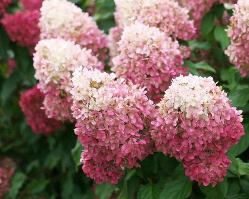 Panicle Hydrangea "Pillow Talk"