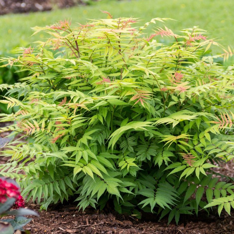 Sorbaria "Cherry on Top"