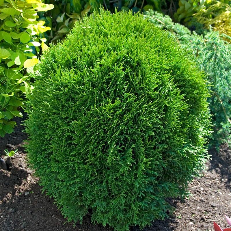 Arborvitae "Little Giant"