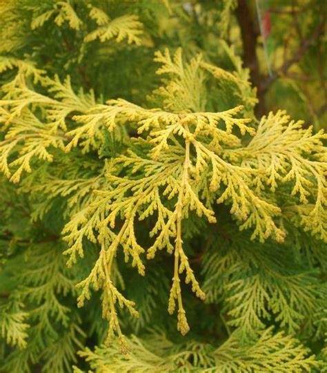 Hinoki Cypress Golden "Crippsii"