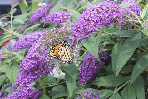 Butterfly Bush "Lo &amp; Behold 'Purple Haze'"