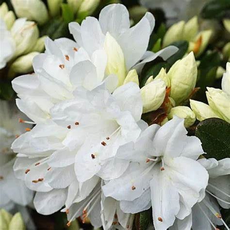 Azalea Evergreen "Kurume 'Snow'"