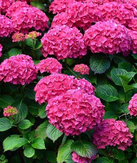Bigleaf Hydrangea "Rock 'n Roll"
