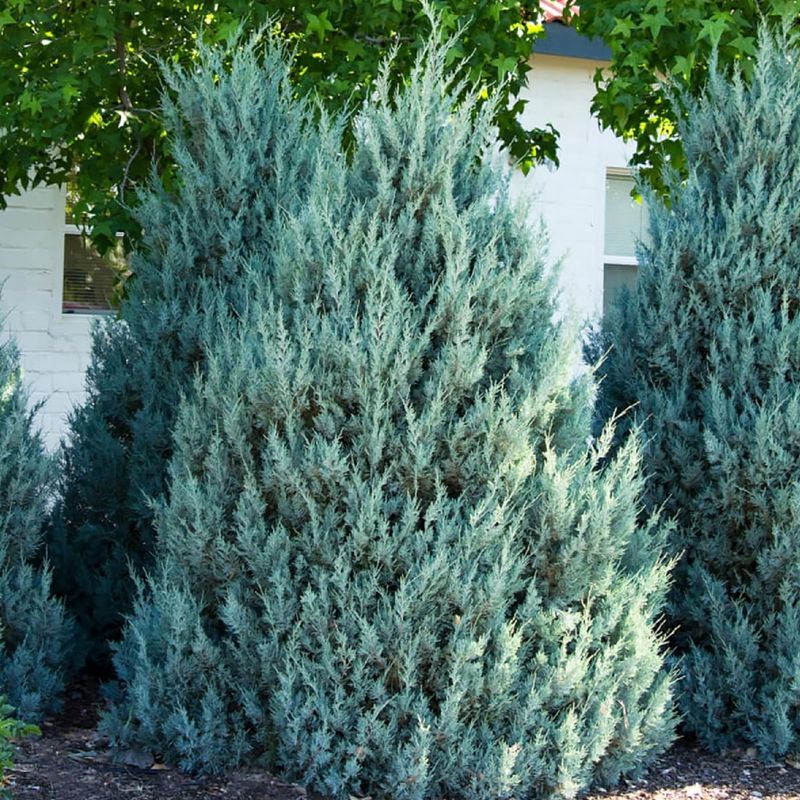 Juniper "Moffat Blue"