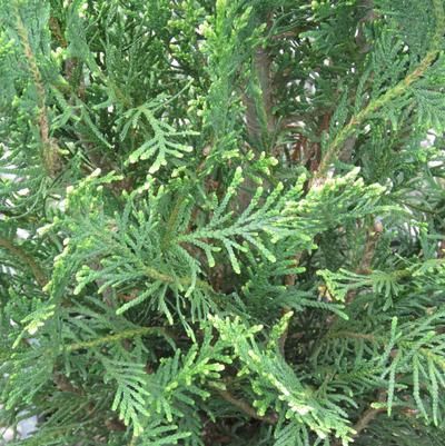 Arborvitae "Emerald Teardrop"