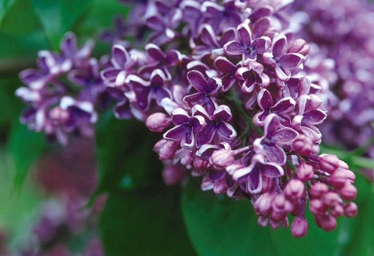Lilac Common "Albert F. Holden"
