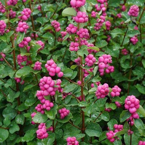 Snowberry "Pink Symphony"