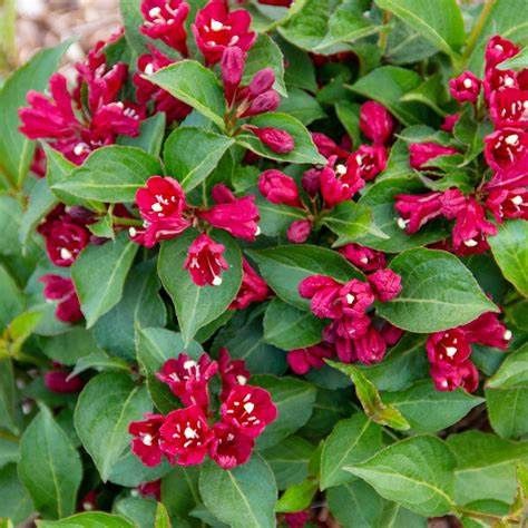 Weigela "Date Night 'Maroon Swoon'"