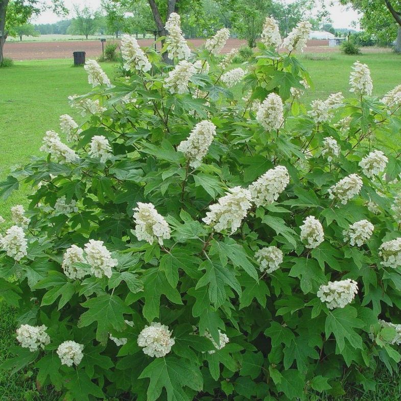Oakleaf Hydrangea "Alice"