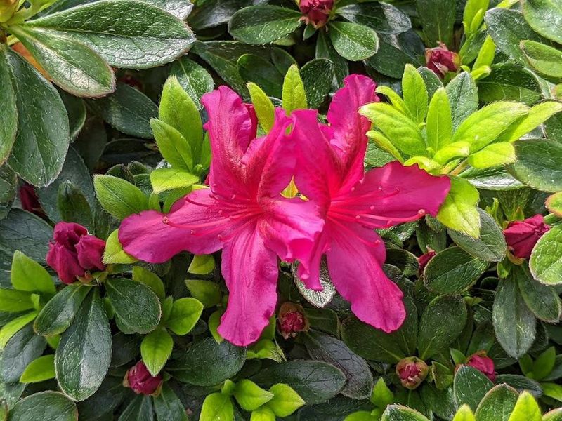 Azalea Evergreen "Girard's 'Fuchsia'"