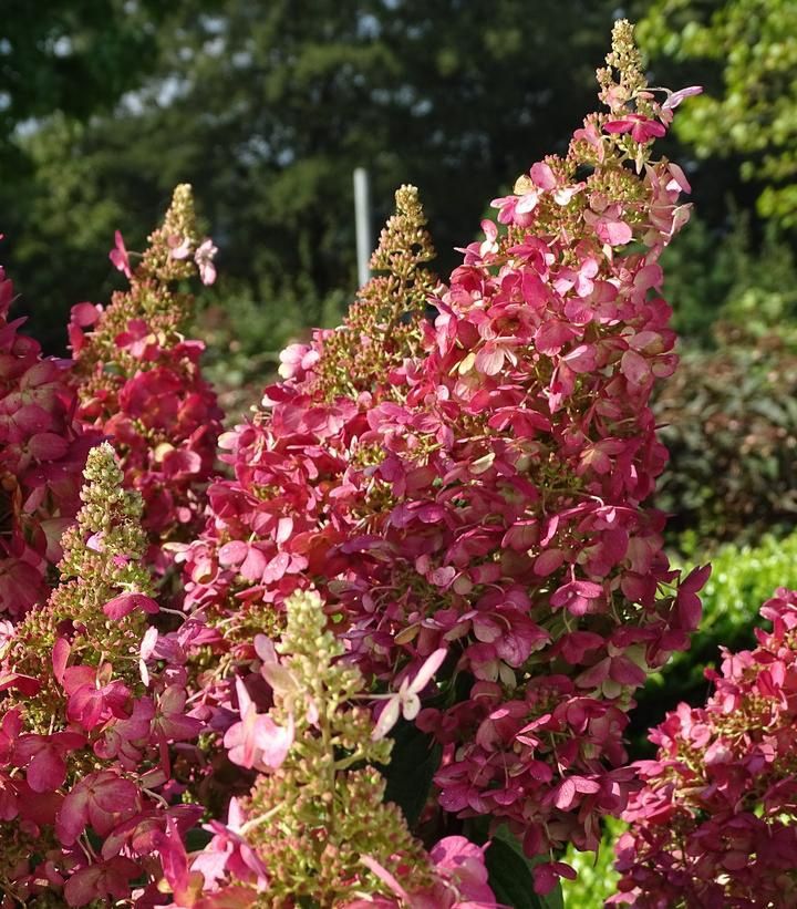 Panicle Hydrangea "Lava Lamp 'Candelabra'"