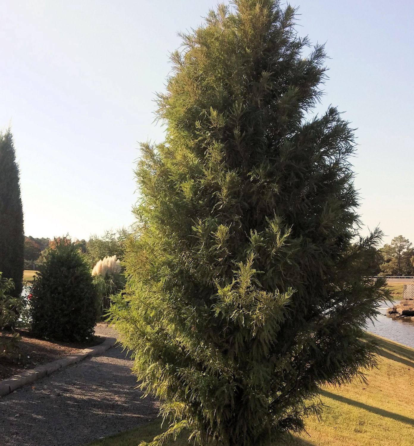 Bald Cypress