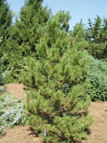 Mugo Pine "Dolly's Choice"