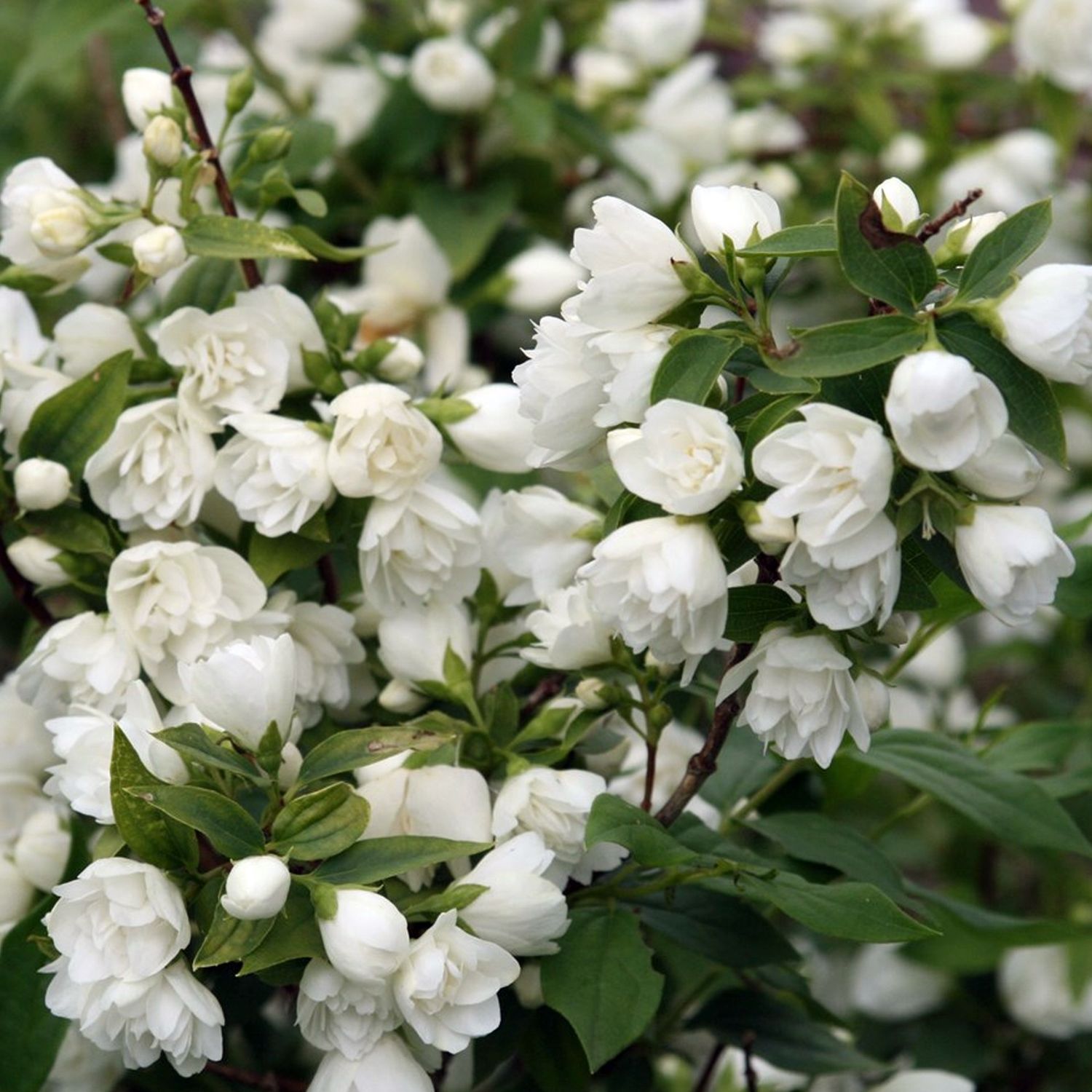 Mockorange "Snowbelle"