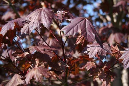 Norway Maple "Royal Red"