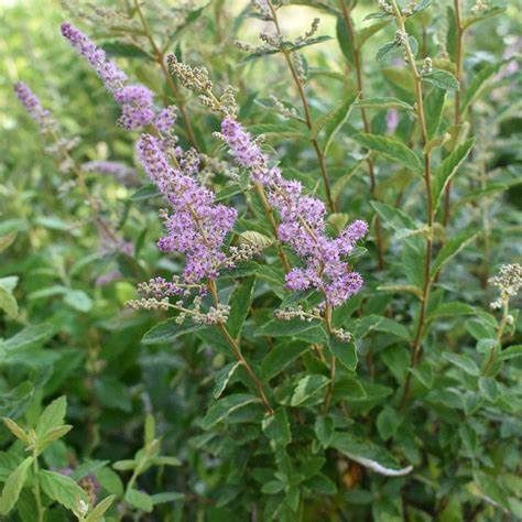 Steeplebush