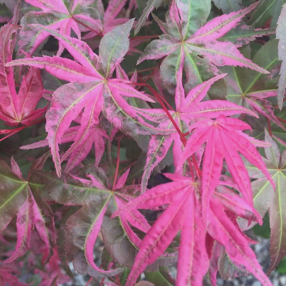 Japanese Maple "Noel"
